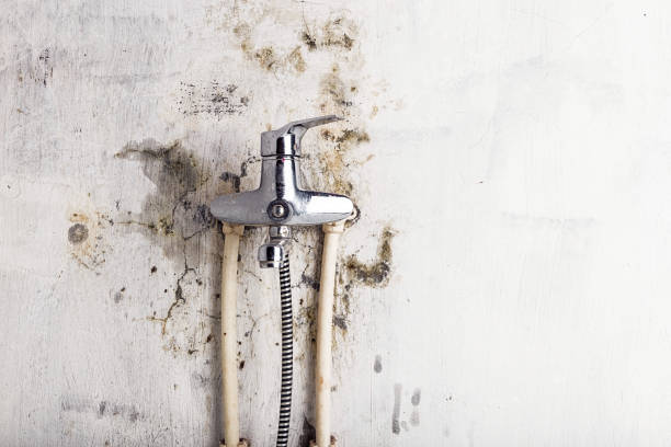 Best Residential Mold Removal  in New Carlisle, IN
