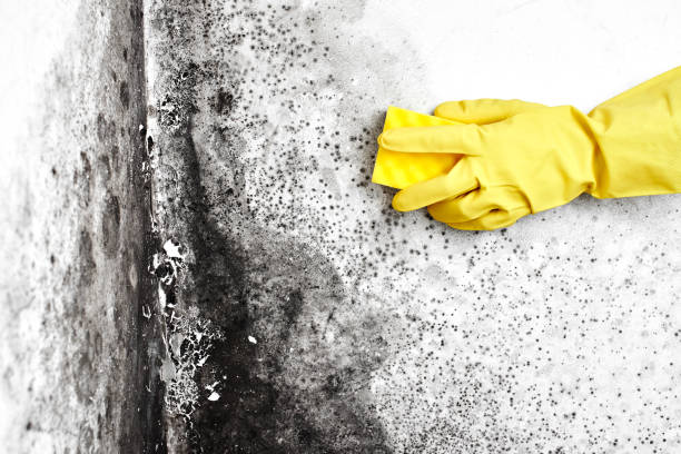 Best Crawl Space Mold Removal  in New Carlisle, IN