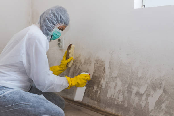 Best Mold Damage Repair  in New Carlisle, IN