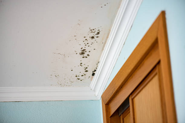 Best Certified Mold Removal  in New Carlisle, IN
