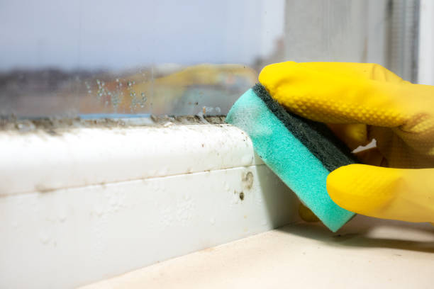 Home Mold Removal in New Carlisle, IN