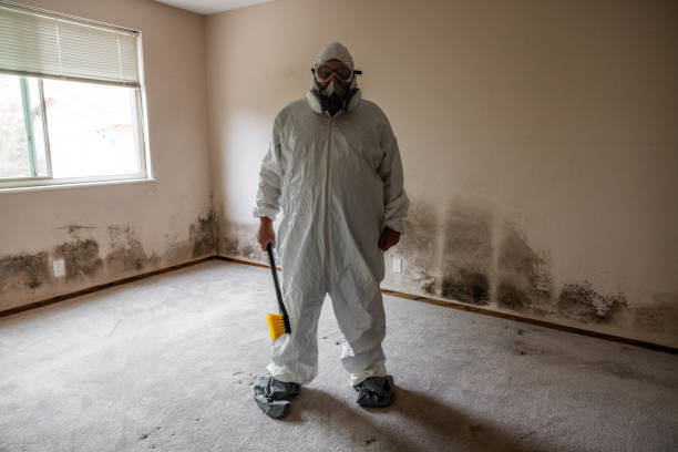 Best Toxic Mold Removal  in New Carlisle, IN
