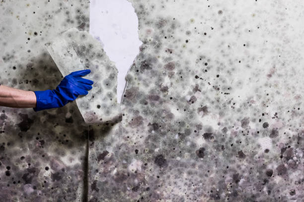 Best Mold Damage Repair  in New Carlisle, IN